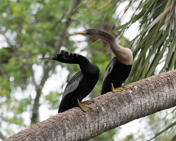 Coppia Uccelli Anhinga Corteggiamento Appollaiati Ramo Albero Che Espongono Loro — Foto Stock