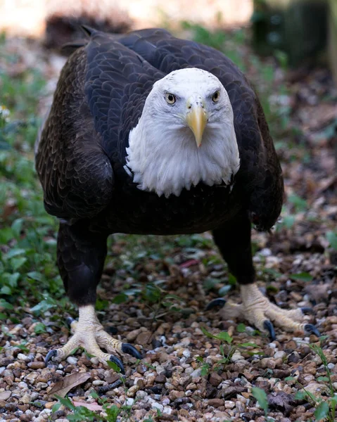 Weißkopfseeadlervogel Nahaufnahme Profil Blick Die Kamera Zeigt Braune Federn Gefieder — Stockfoto