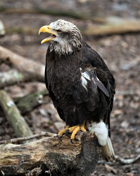 Weißkopfseeadler Jungvogel Nahaufnahme Profil Ansicht Hockt Auf Einem Baumstamm Mit — Stockfoto