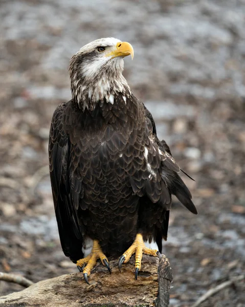 Águila Calva Vista Primer Plano Aves Juveniles Encaramadas Tronco Mostrando — Foto de Stock