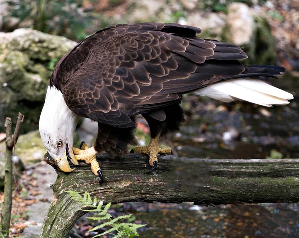 Bald Eagle close-up profile view perched on a branch with blur background, cleaning its talons in its environment and surrounding. Bald Eagle stock photos. Bald Eagle close-up profile view.