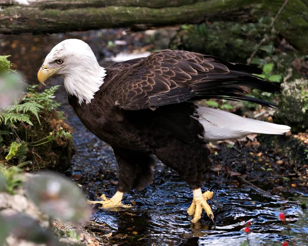 Águila Calva Vista Primer Plano Del Perfil Agua Con Rama — Foto de Stock