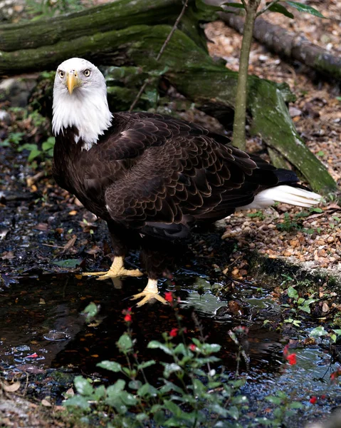 Bald Eagle bird close-up profile view  in the river with a foliage background and flower foreground, looking at the camera,  displaying body, head, eyes, feathers, tail and talons in its environment and surrounding. Bald Eagle stock photos.