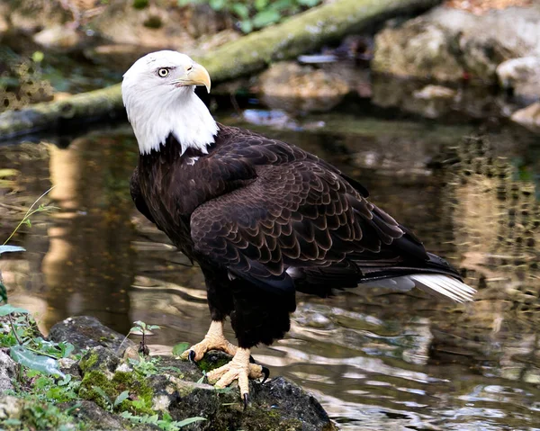 Bald Eagle Bird Close Profile View Rock Water Blur Background — Fotografia de Stock