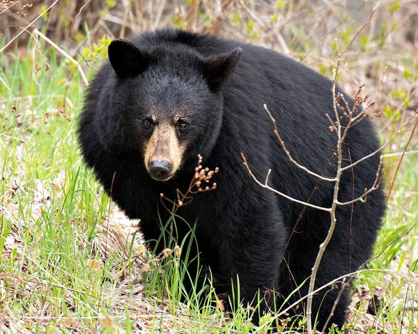 Black Bear Animal Close Perfil Vista Forrageamento Campo Olhando Para — Fotografia de Stock