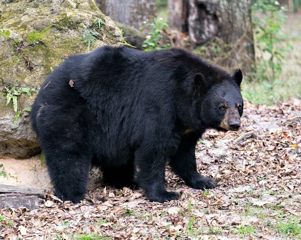 Urso Andando Olhando Para Câmera Enquanto Expõe Seu Corpo Cabeça — Fotografia de Stock