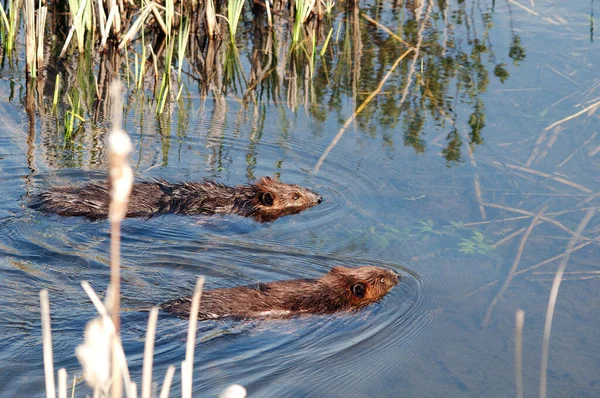 Beavers Água Forrageamento Com Água Folhagem Fundo Exibindo Casaco Pele — Fotografia de Stock