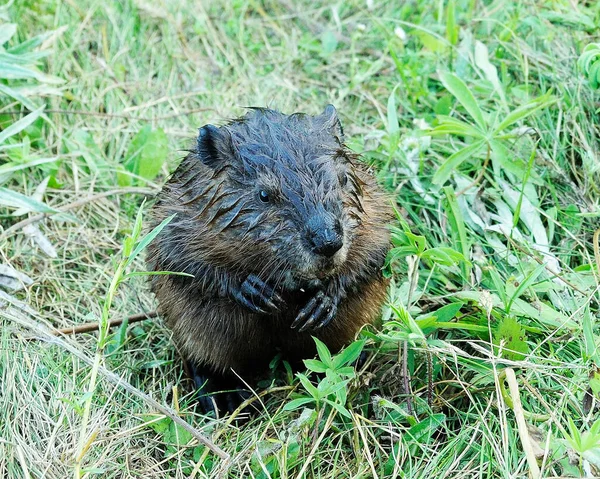 Biber Wasser Auf Nahrungssuche Mit Wasser Und Laubhintergrund Mit Fell — Stockfoto