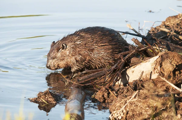 Beaver Animal Building Dam River Middle Forest While Exposing Its — Stock Photo, Image