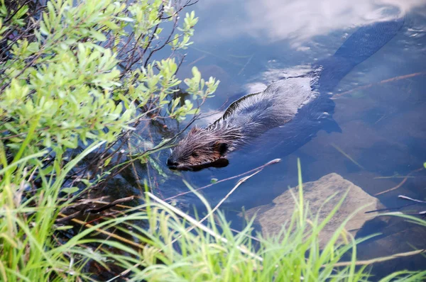 Beaver animal in the water eating grass while exposing its body, head, eyes with a  background of foliage in its environment and surrounding. Beaver tail. Beaver fur.