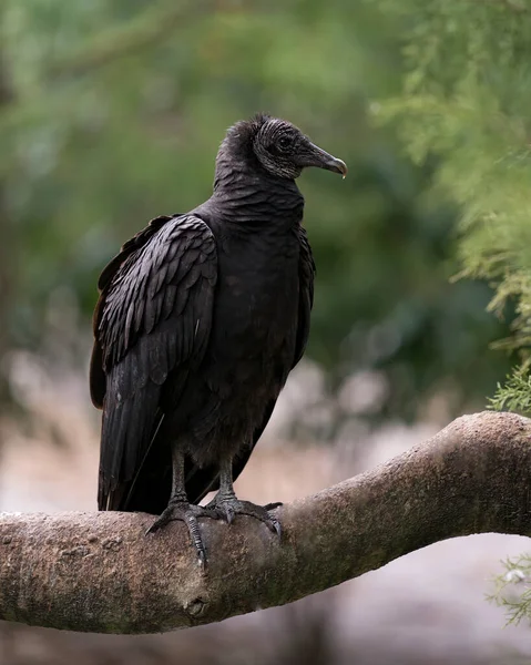 Pájaro Buitre Negro Cerca Vista Perfil Mostrando Cabeza Ojo Pico —  Fotos de Stock