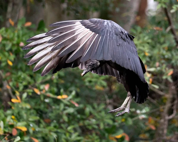 Black Vulture Fågel Närbild Med Spridda Vingar Visar Sitt Huvud — Stockfoto