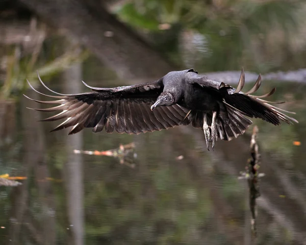 くちばし 黒い羽を示す広がった翼で黒いハゲワシの鳥は閉じ 水のぼやけた背景を持つ環境と生息地を楽しんでいます 翼を広げて 空飛ぶ鳥 — ストック写真