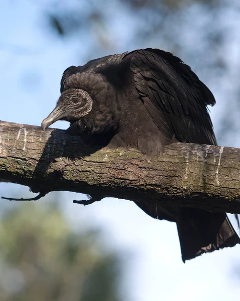 Abutre Preto Pássaro Fechar Empoleirado Galho Árvore Exibindo Cabeça Olho — Fotografia de Stock