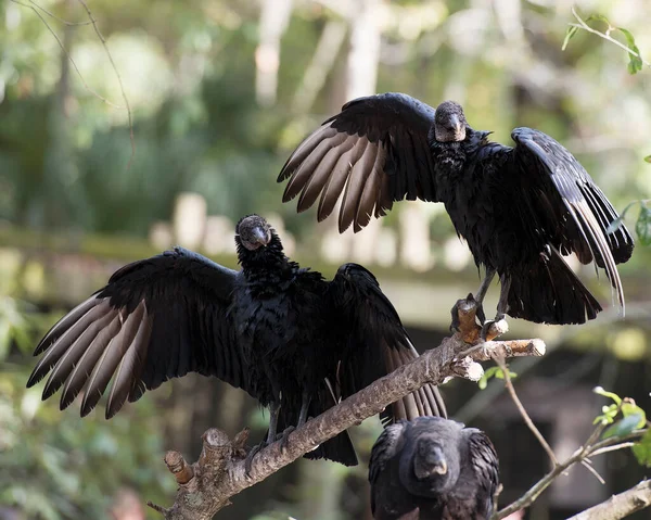 Pájaro Buitre Negro Cerca Con Alas Extendidas Mostrando Cabeza Ojo — Foto de Stock