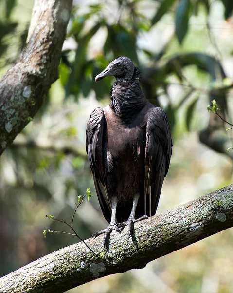 Abutre Preto Pássaro Close Empoleirado Mostrando Sua Cabeça Olho Bico — Fotografia de Stock