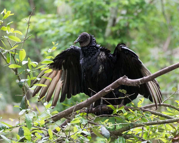 Black Vulture Fågel Närbild Med Spridda Vingar Visar Sitt Huvud — Stockfoto