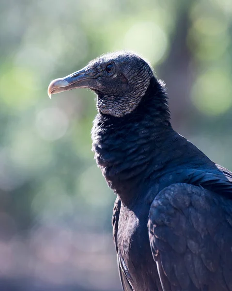 Black Vulture Bird Head Close Profile View Exibindo Cabeça Olho — Fotografia de Stock