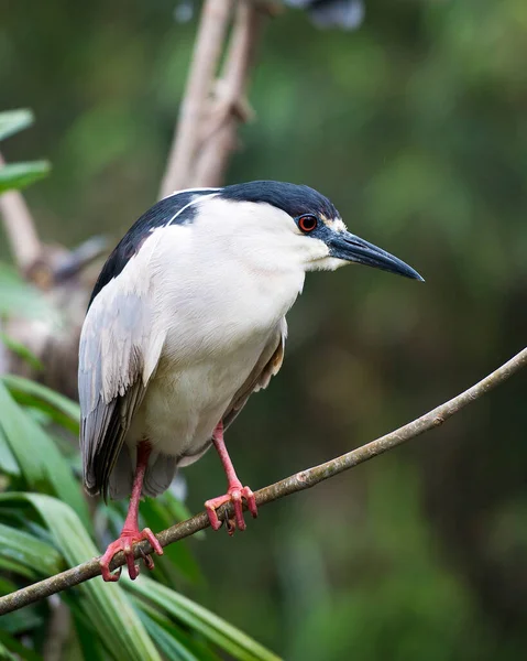 Black-crowned Night Heron bird perched on a branch while exposing its body, head, eye, beak, legs, feet with a nice blur background in its environment and surrounding.
