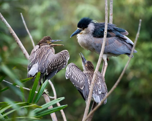 Pájaro Garza Negra Con Crías Nido Mientras Expone Cuerpo Cabeza — Foto de Stock