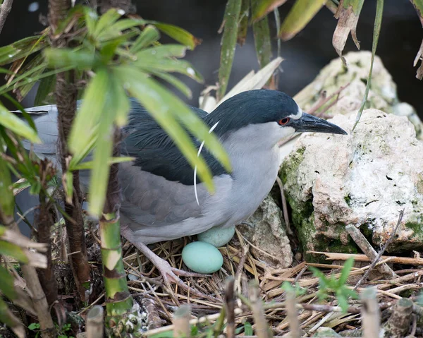 Black-crowned Night Heron bird and eggs on the nest with a foliage foreground and rock background in its environment and surrounding.  The nest and blue-green eggs of a Black-Crowned Night Heron. Bird eggs.