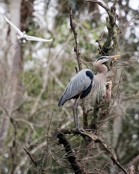 Mavi Balıkçıl Kuşu Bir Dalın Üzerinde Duran Çevresindeki Mavi Tüylerini — Stok fotoğraf