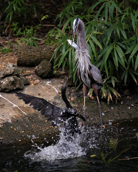 Pájaro Garza Azul Cerca Del Agua Comiendo Pez Mientras Expone —  Fotos de Stock