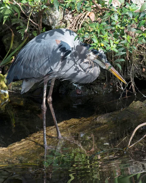 Blaureiher Vogel Nahaufnahme Profil Ansicht Steht Auf Einem Baumstamm Wasser — Stockfoto