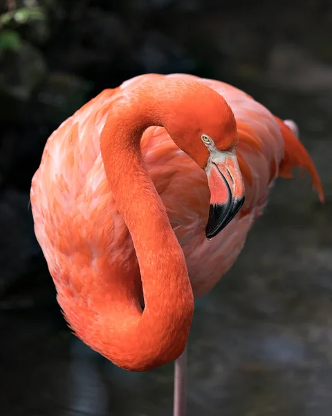 Vue Profil Rapprochée Oiseau Flamingo Par Eau Montrant Corps Les — Photo