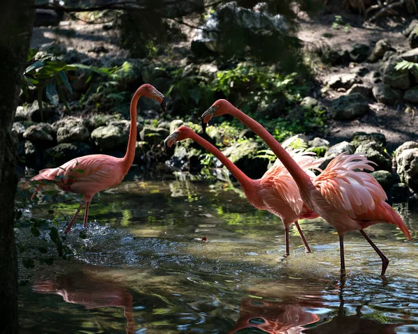 Flamingo Kuşları Üçlüsü Suda Vücutlarını Kanatlarını Uzun Boyunlarını Kafalarını Gagalarını — Stok fotoğraf