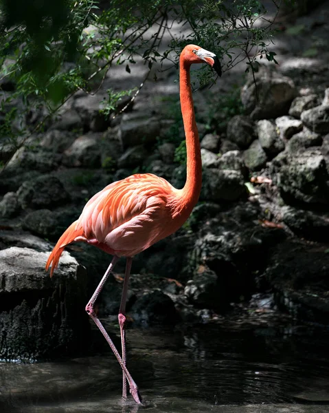 Flamingo Πουλί Close Προβολή Προφίλ Στο Νερό Βράχο Και Φύλλωμα — Φωτογραφία Αρχείου