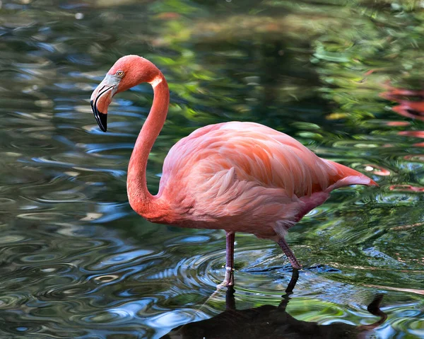 Flamingo Vogel Wasser Mit Rosafarbenen Flügeln Flügeln Langem Hals Kopf — Stockfoto