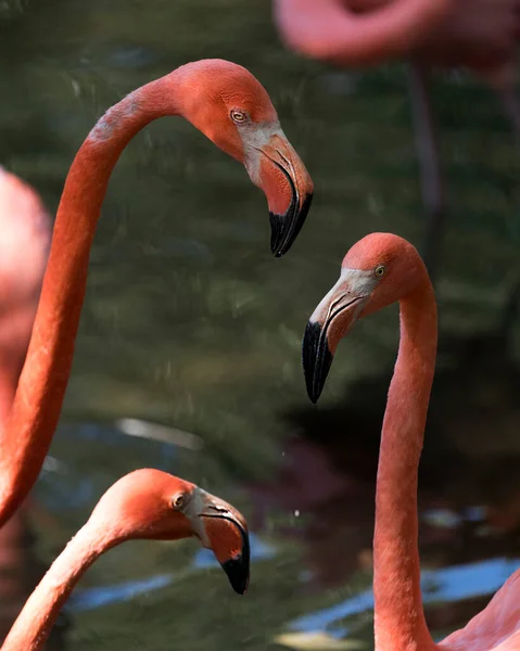 Flamingo Πουλιά Κεφάλι Close Προβολή Προφίλ Του Τρίο Στο Νερό — Φωτογραφία Αρχείου
