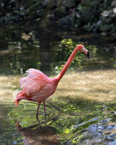 Flamingo Vogel Close Profiel Zicht Water Tonen Pluizige Veren Verenkleed — Stockfoto