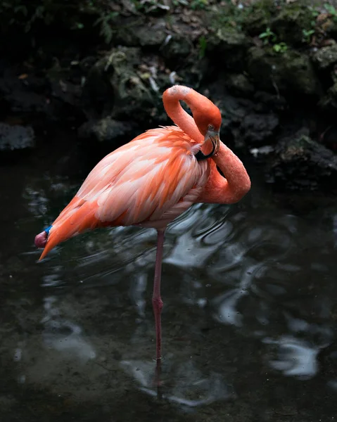 Flamingo Bird Close Profile View Water Expondo Seu Corpo Asas — Fotografia de Stock