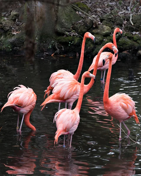 Flamingo Aves Close Perfil Vista Seis Flamingos Interagindo Exibindo Suas — Fotografia de Stock