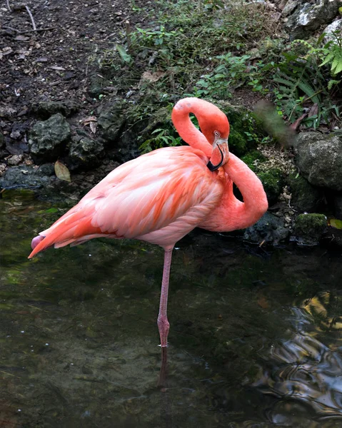 Flamingo Πουλί Στηρίζεται Στο Ένα Πόδι Στο Νερό Που Εμφανίζει — Φωτογραφία Αρχείου