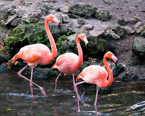 Flamingo Vogels Trio Close Profiel Zicht Het Water Marcheren Weergeven — Stockfoto