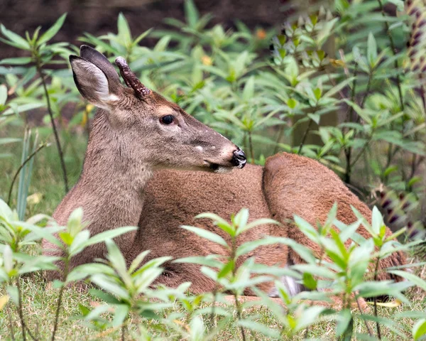 Hjort Florida Key Deer Närbild Tittar Höger Vilar Samtidigt Utsätta — Stockfoto