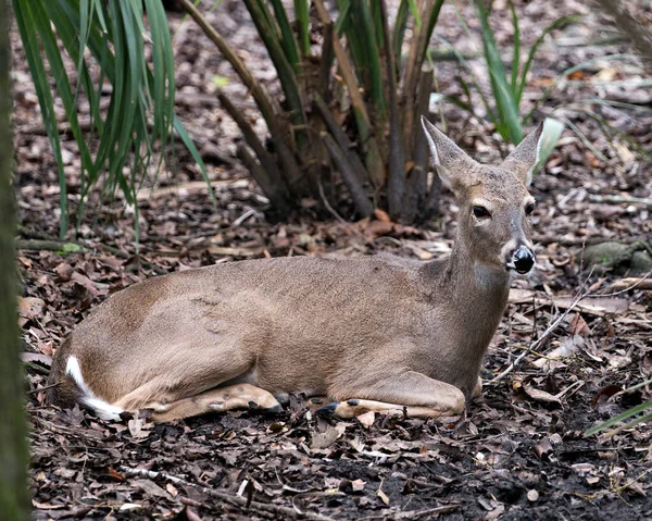 动物休息特写 展示身体 棕色毛皮 腿在周围环境中和树叶背景 — 图库照片