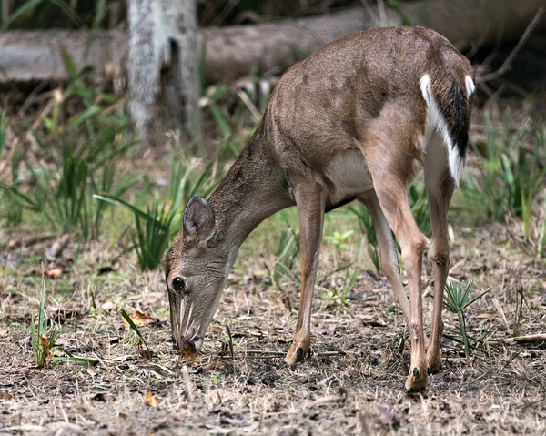 Herten Florida Key Deer Dier Close Profiel Weergave Tonen Bruine — Stockfoto