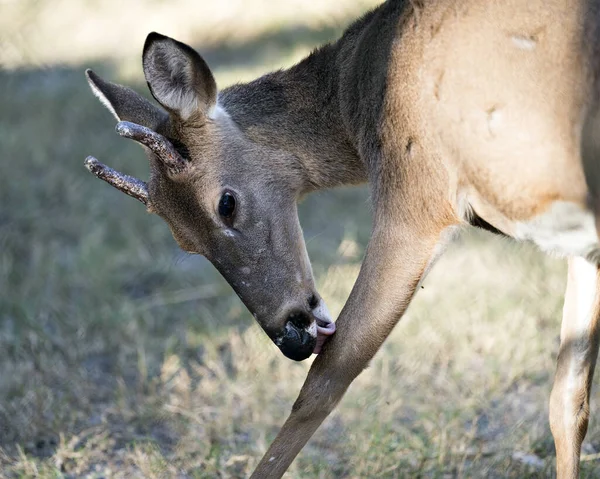 Visão Perfil Close Animal Veado Lambendo Sua Perna Seu Ambiente — Fotografia de Stock