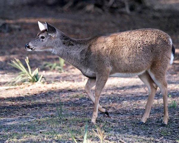 Hjort Florida Key Deer Närbild Huvud Visa Utsätta Sitt Huvud — Stockfoto