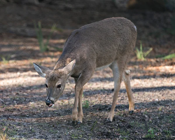 Hjort White Tailed Hjort Närbild Profil Promenader Fältet Visar Brun — Stockfoto