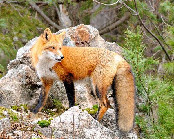 Červená Liška Zvířecí Zblízka Profil Pohled Lese Stojí Velké Skále — Stock fotografie