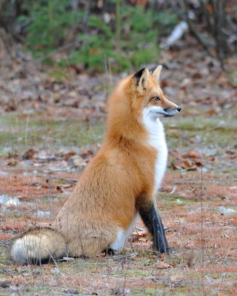 Red Fox Animal Close Perfil Vista Lateral Floresta Com Árvores — Fotografia de Stock
