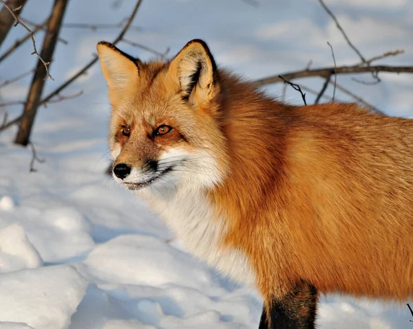 Volpe Rossa Testa Animale Close Profilo Vista Laterale Nella Stagione — Foto Stock