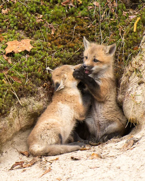 Fox Red Fox Kojenecká Souprava Lišky Lese Doupě Hrát Interakci — Stock fotografie