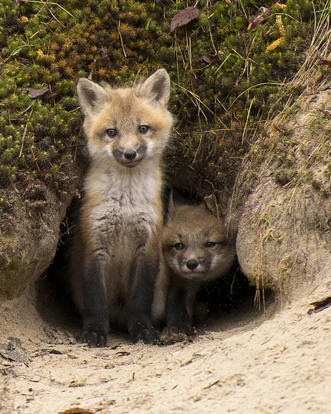 Fox Red Fox Baby Zwierzę Zestaw Lisy Lesie Korzystających Jego — Zdjęcie stockowe