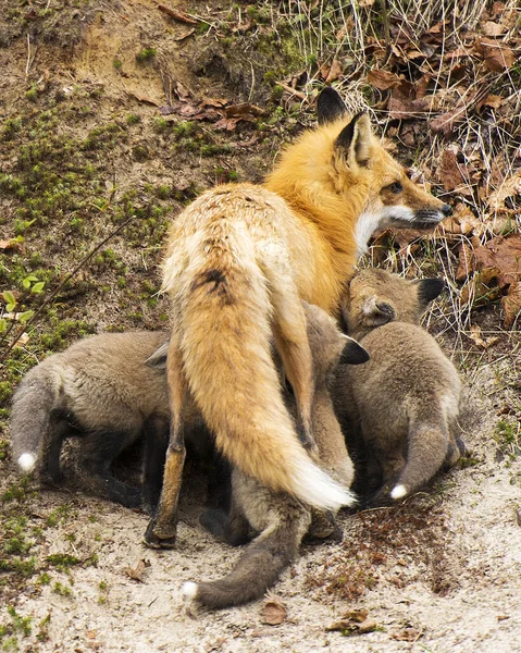 Zvířecí Matka Fox Krmí Své Lišky Lese Jeho Okolí Okolí — Stock fotografie